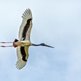 Black-necked Stork (Ephippiorhynchus asiaticus)