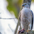 Shikra (Accipiter badius)