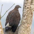Grey-headed Fish Eagle (Haliaeetus ichthyaetus)