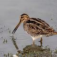 Common Snipe (Gallinago gallinago)