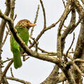 Lineated Barbet (Psilopogon lineatus)