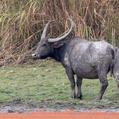 Wild Water Buffalo (Bubalus arnee)