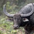 Wild Water Buffalo (Bubalus arnee)