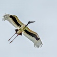 Black-necked Stork (Ephippiorhynchus asiaticus)