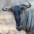 Common Wildebeest (Connochaetes taurinus)