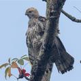 Changeable Hawk-Eagle (Nisaetus cirrhatus)