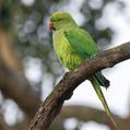 Rose-ringed Parakeet (Psittacula krameri)