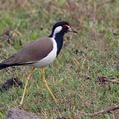 Red-wattled Lapwing (Vanellus indicus)