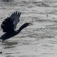 Little Cormorant (Microcarbo niger)