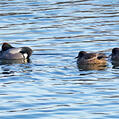 Falcated Duck (Mareca falcata)