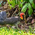 Australian Brushturkey (Alectura lathami)