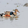 Northern Shoveler (Spatula clypeata)