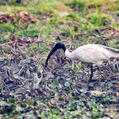 Black-headed Ibis (Threskiornis melanocephalus)