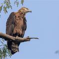 Pallas's Fish Eagle (Haliaeetus leucoryphus)