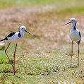 Pied Stilt (Himantopus leucocephalus)
