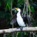 Little Pied Cormorant (Microcarbo melanoleucos)