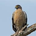 Crested Serpent Eagle (Spilornis cheela)