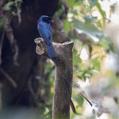 Lesser Racket-tailed Drongo (Dicrurus remifer)