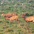 Barasingha (Rucervus duvaucelii)