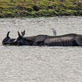 Indian Rhinoceros (Rhinoceros unicornis)