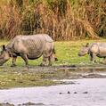 Indian Rhinoceros (Rhinoceros unicornis)