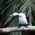 Little Pied Cormorant (Microcarbo melanoleucos)