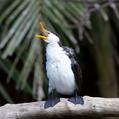Little Pied Cormorant (Microcarbo melanoleucos)