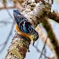 Beautiful Nuthatch (Sitta formosa)