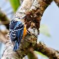 Beautiful Nuthatch (Sitta formosa)