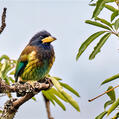 Great Barbet (Psilopogon virens)