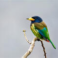 Great Barbet (Psilopogon virens)