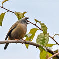 Stripe-throated Yuhina (Yuhina gularis)