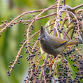 Stripe-throated Yuhina (Yuhina gularis)