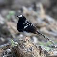 Spotted Forktail (Enicurus maculatus)