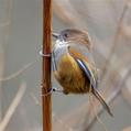 Brown-throated Fulvetta (Fulvetta ludlowi)