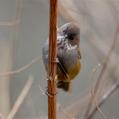 Brown-throated Fulvetta (Fulvetta ludlowi)