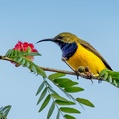 Olive-backed Sunbird (Cinnyris jugularis)