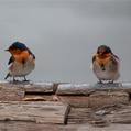 Welcome Swallow (Hirundo neoxena)