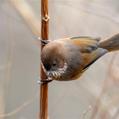 Brown-throated Fulvetta (Fulvetta ludlowi)