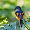 Grey-chinned Minivet (Pericrocotus solaris)