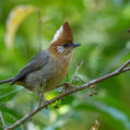White-naped Yuhina (Yuhina bakeri)