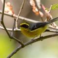 Yellow-bellied Fantail (Chelidorhynx hypoxanthus)
