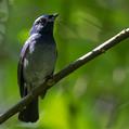 Small Niltava (Niltava macgrigoriae)