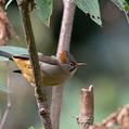 Rufous-vented Yuhina (Yuhina occipitalis)