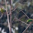 Golden-throated Barbet (Psilopogon franklinii)
