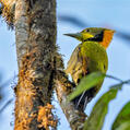 Greater Yellownape (Chrysophlegma flavinucha)