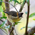 Whiskered Yuhina (Yuhina flavicollis)