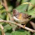 Whiskered Yuhina (Yuhina flavicollis)