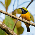 Orange-bellied Leafbird (Chloropsis hardwickii)