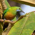 Orange-bellied Leafbird (Chloropsis hardwickii)